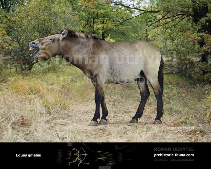 Tarpan Equusgmelini1738x591jpg