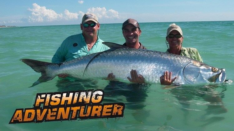 Tarpon A 200 lb giant tarpon in Florida Fishing Adventurer YouTube