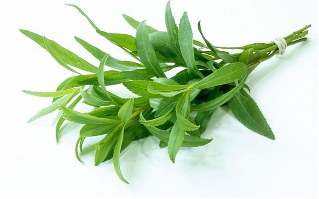 Tarragon Tarragon for dishes And Its Medicinal Uses Veggies Info