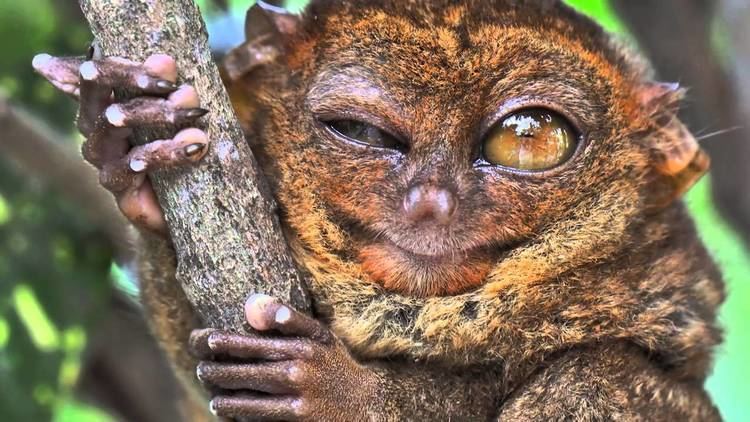 Tarsier True Facts About The Tarsier YouTube