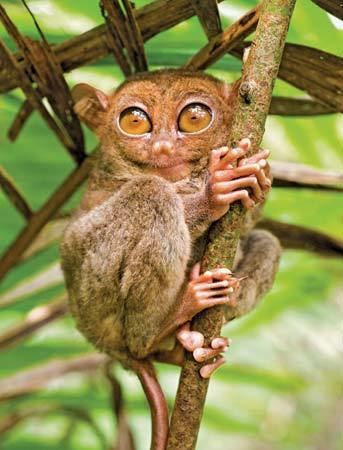 Tarsier tarsier Description Species Habitat amp Facts Britannicacom