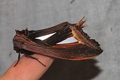 Tarsolepis malayana httpsuploadwikimediaorgwikipediacommonsthu