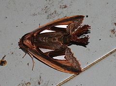 Tarsolepis sommeri httpsuploadwikimediaorgwikipediacommonsthu