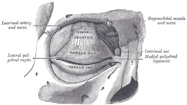 Tarsus (eyelids)