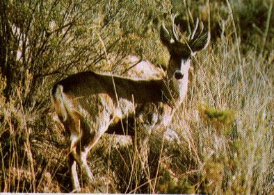Taruca North Andean Deer Taruca Hippocamelus antisensis