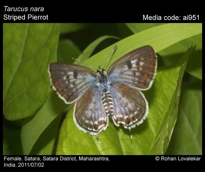 Tarucus nara Tarucus nara Striped Pierrot Butterflies of India