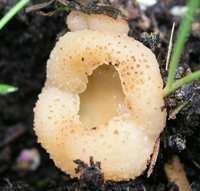 Tarzetta catinus Tarzetta catinus Greater Toothed Cup fungus