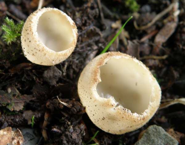 Tarzetta cupularis Tarzetta cupularis Toothed Cup fungus