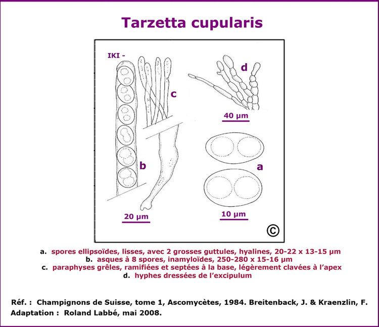 Tarzetta cupularis Tarzetta cupularis schma microscopique Labb Roland Flickr