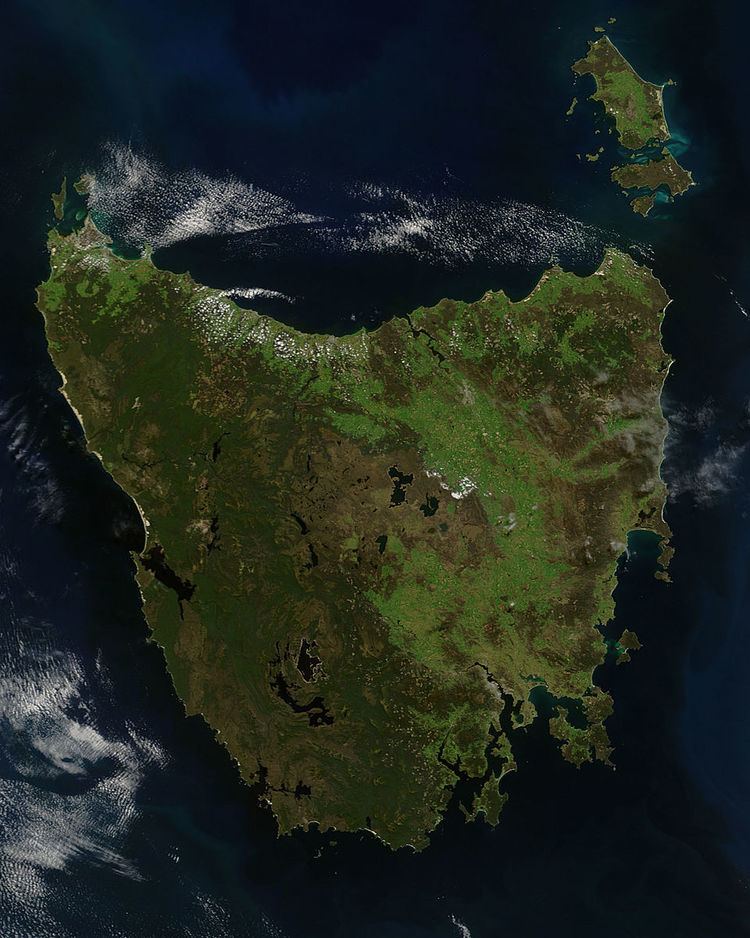 Tasmanian cool temperate rainforests
