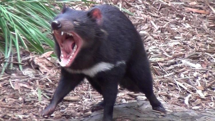 Tasmanian devil The wild Tasmanian Devil YouTube