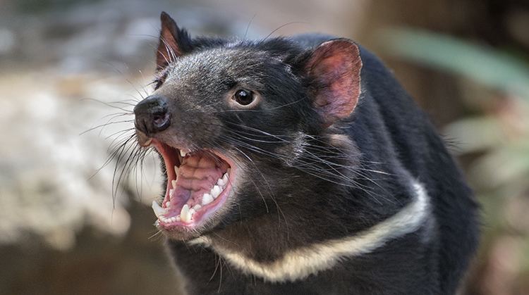 Tasmanian devil Tasmanian Devil San Diego Zoo