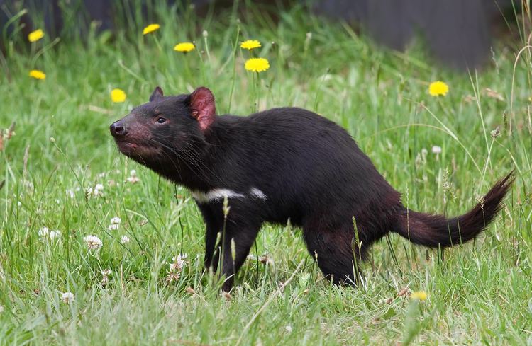 Tasmanian devil Tasmanian devil Wikipedia