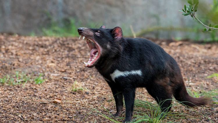 Tasmanian devil animalssandiegozooorgsitesdefaultfiles20160