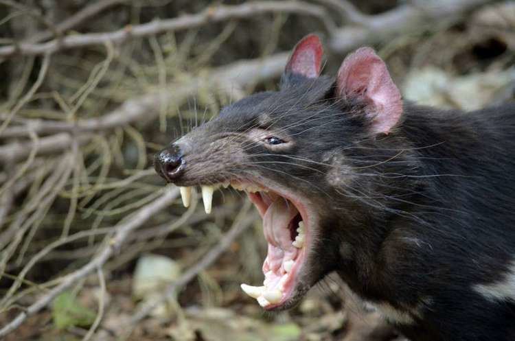 Tasmanian devil Tasmanian Devil Habitat Diet amp Reproduction Sydney