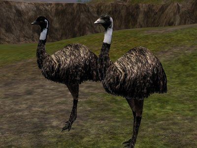 Tasmanian emu personal use Tasmanian emu varient by MichellVall on DeviantArt
