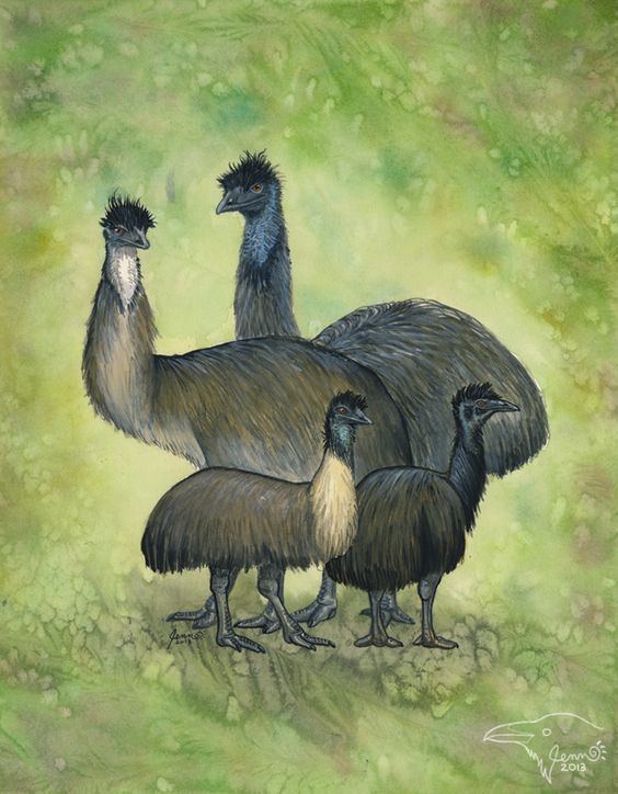 Tasmanian emu Extinct Emus by SageKorppi clockwise starting with the upper left