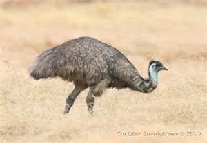 Tasmanian emu More on Dromaius novaehollandiae diemenensis Tasmanian Emu