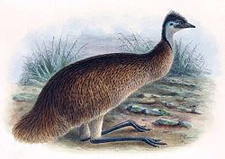 Tasmanian emu httpsuploadwikimediaorgwikipediacommonsthu