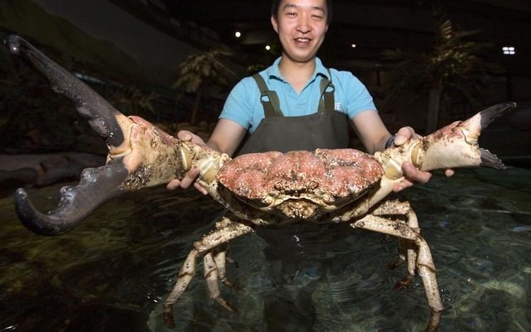Tasmanian giant crab Environment In pictures Animal pictures and Pictures of