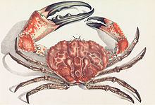 Tasmanian giant crab Tasmanian giant crab Wikipedia