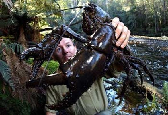 Tasmanian giant freshwater crayfish Giant Freshwater Crayfish latest Forestry Tasmania collateral damage