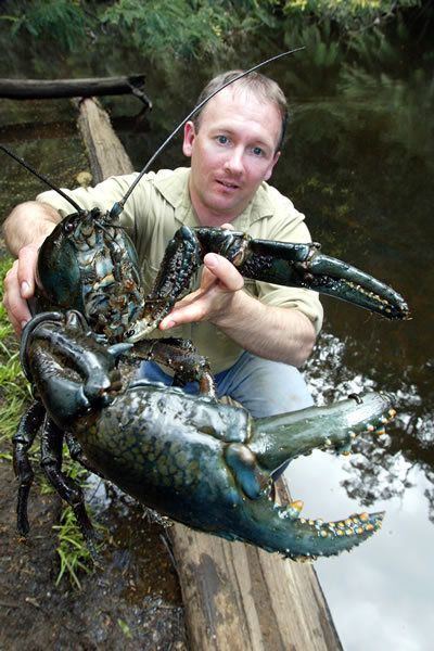 Tasmanian giant freshwater crayfish A giant Tasmanian crayfish under siege Why Evolution Is True
