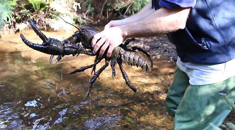 Tasmanian giant freshwater crayfish World39s largest freshwater invertebrate under threat in Tasmania
