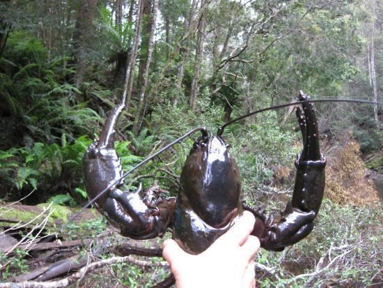 Tasmanian giant freshwater crayfish httpsmediacdntripadvisorcommediaphotos07