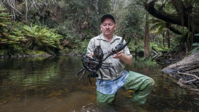 Tasmanian giant freshwater crayfish Rare 39dark knight39 crayfish under siege from logging in Tasmania