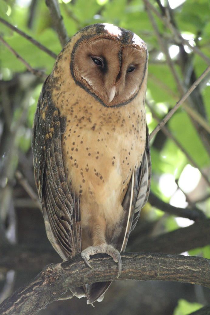 Tasmanian masked owl Tasmanian Masked Owl Tyto castanops Information Pictures