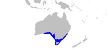 Tasmanian numbfish httpsuploadwikimediaorgwikipediacommonsthu