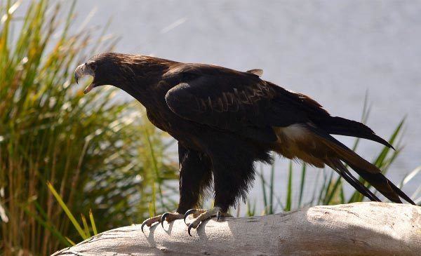Tasmanian wedge-tailed eagle Wedgetailed Eagle Magnificent Creature thinktasmaniacom