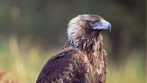 Tasmanian wedge-tailed eagle Deaths of rare eagles rise