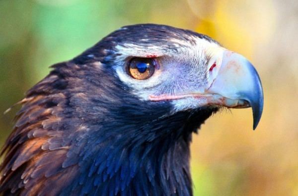 Tasmanian wedge-tailed eagle Wedgetailed Eagle Magnificent Creature thinktasmaniacom