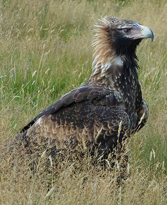 Tasmanian wedge-tailed eagle Wedgetailed eagles are recent migrants to Tasmania study finds