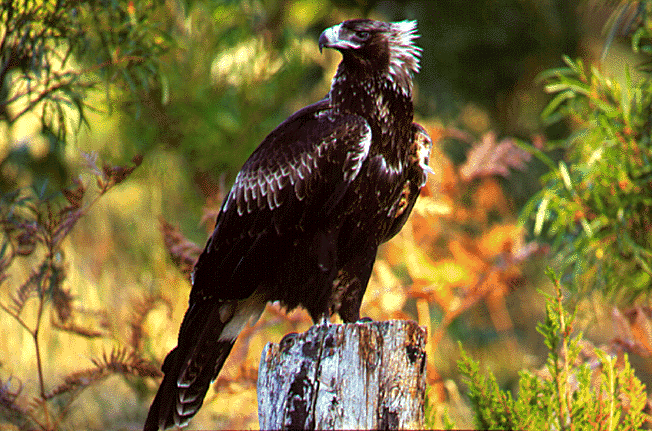 Tasmanian wedge-tailed eagle Parks amp Wildlife Service Wedgetailed eagle
