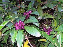 Tasmannia insipida httpsuploadwikimediaorgwikipediacommonsthu
