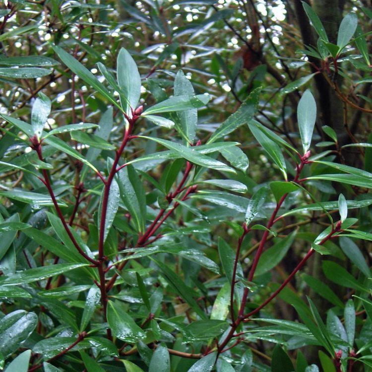 Tasmannia lanceolata Australian Seed TASMANNIA lanceolata