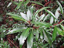 Tasmannia lanceolata httpsuploadwikimediaorgwikipediacommonsthu