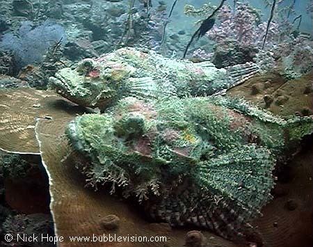 Tasseled scorpionfish wwwbubblevisioncomunderwaterpicturesphiphii