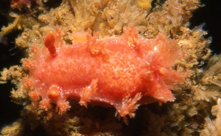 Tasselled nudibranch