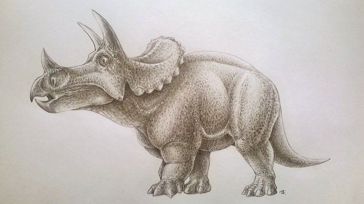 Tatankaceratops Dwarf Trike Tatankaceratops sacrisonorum by FOSSIL1991 on DeviantArt