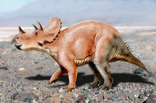 Tatankaceratops httpsuploadwikimediaorgwikipediacommons66