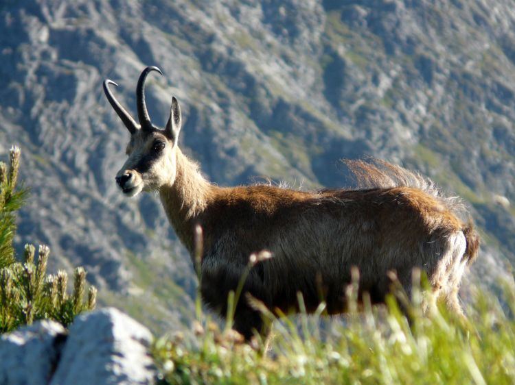 Tatra chamois - Alchetron, The Free Social Encyclopedia