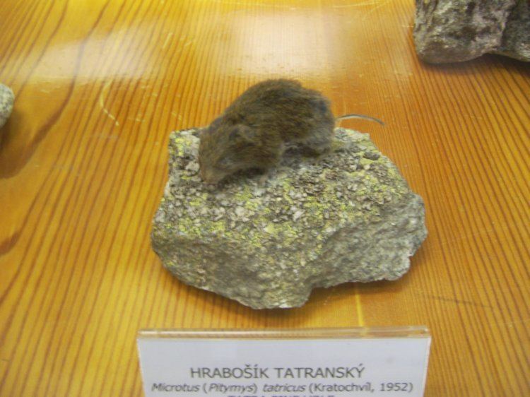 Tatra pine vole wwwbiolibczIMGGAL264316jpg