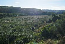 Taupo Swamp httpsuploadwikimediaorgwikipediacommonsthu