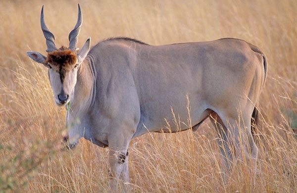 Taurotragus Eland Taurotragus oryx