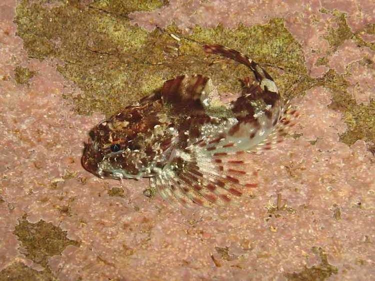 Taurulus bubalis MarLIN The Marine Life Information Network Longspined sea