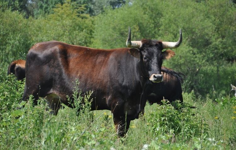 Taurus cattle httpsuploadwikimediaorgwikipediacommonsee